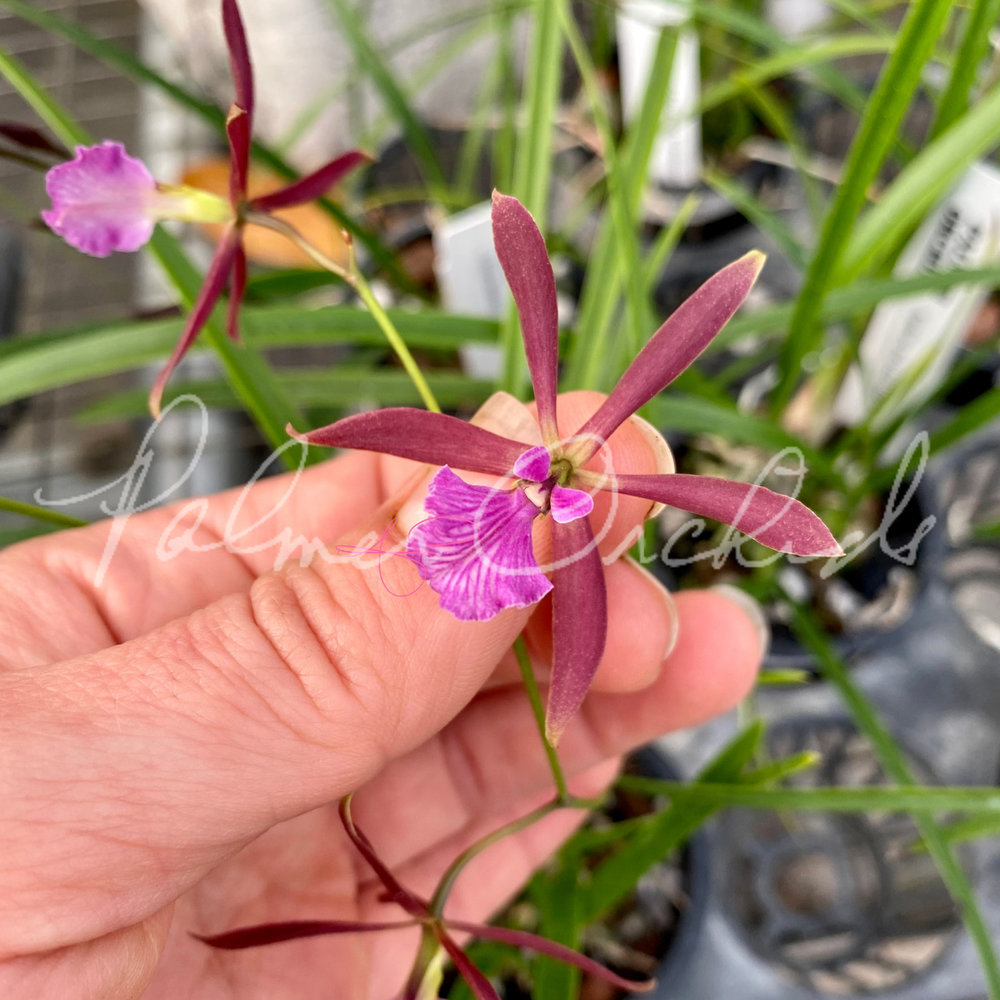 Encyclia — Palmer Orchids